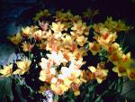 Daffodil Days 2007