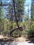 Twisted Pine...Photo 1
