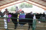 Livestock Auction 