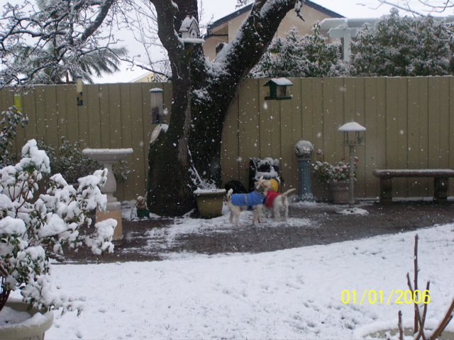 Andi, Barney, and Gus enjoying the snow in Angels Oaks