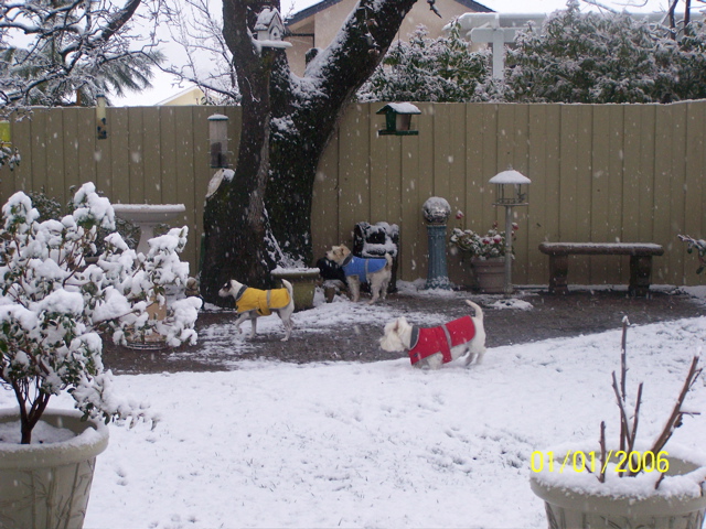 Andi, Barney, and Gus enjoying the snow in Angels Oaks