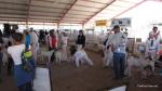 Calaveras County Fair Livestock Auction