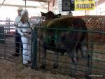 Youth Livestock Auction 2013