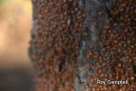 Lady Bug Swarm~by Roy Campbell